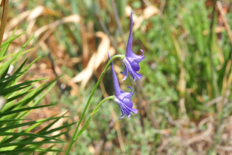 Delphinium peregrinum ??